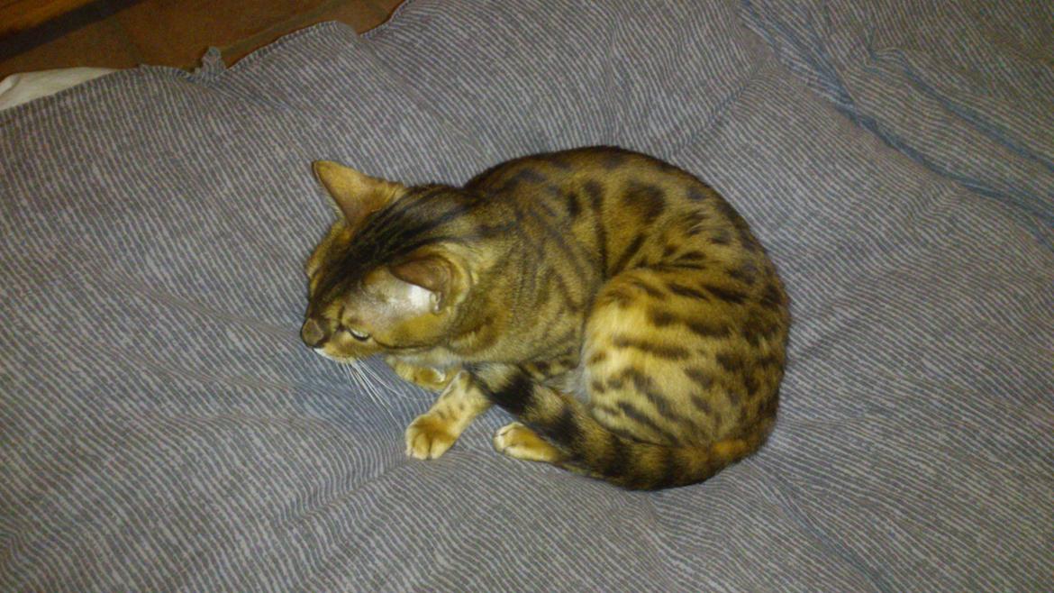 Bengal Lara - sengen er nu god når man har den for sig selv. billede 2