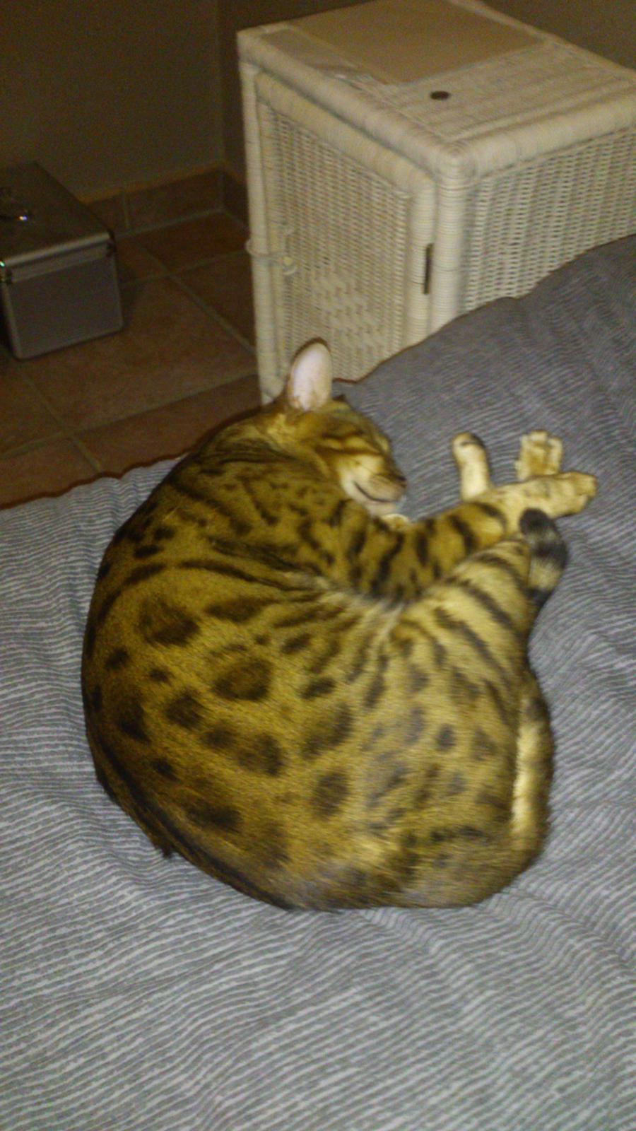 Bengal Lara billede 3