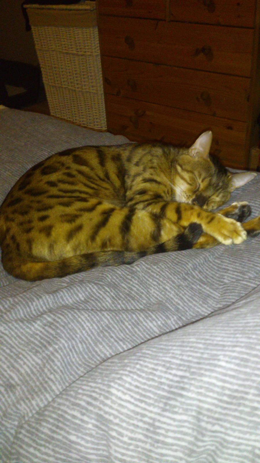 Bengal Lara - Smut! her soves. billede 4