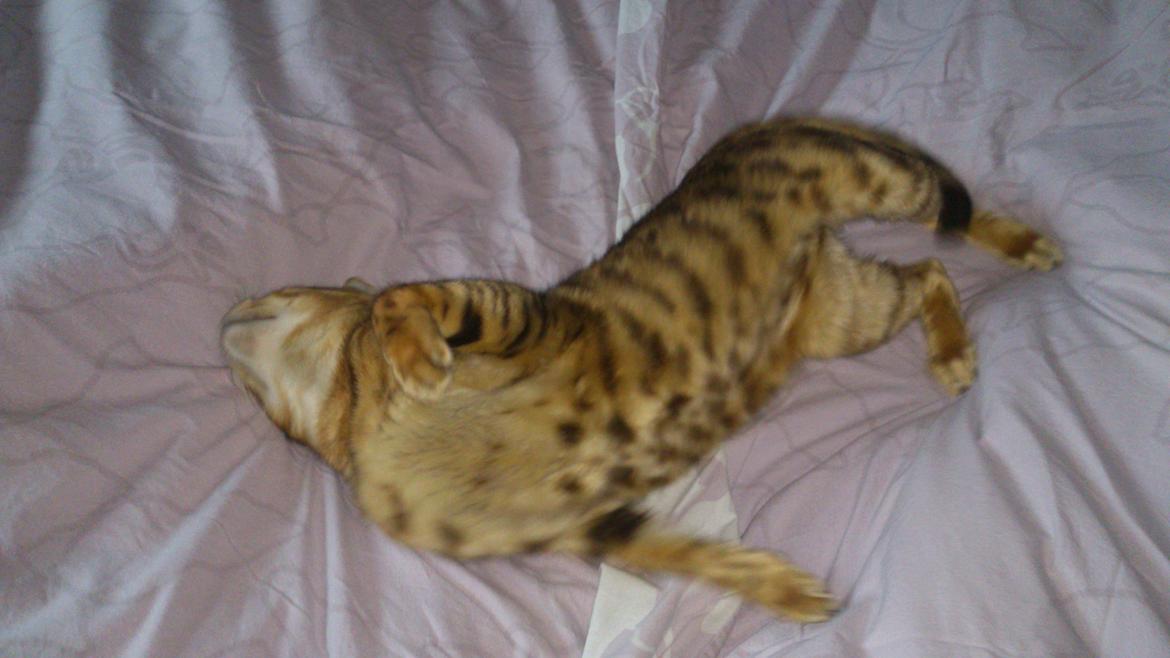 Bengal Lara - Se min smukke mave! billede 5