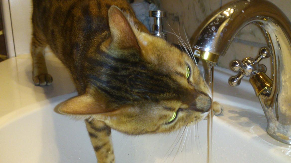 Bengal Lara - Ahh så slukkes tørsten. billede 6