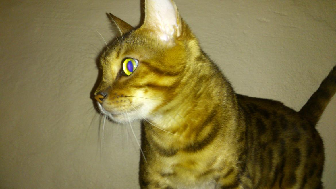 Bengal Lara billede 7