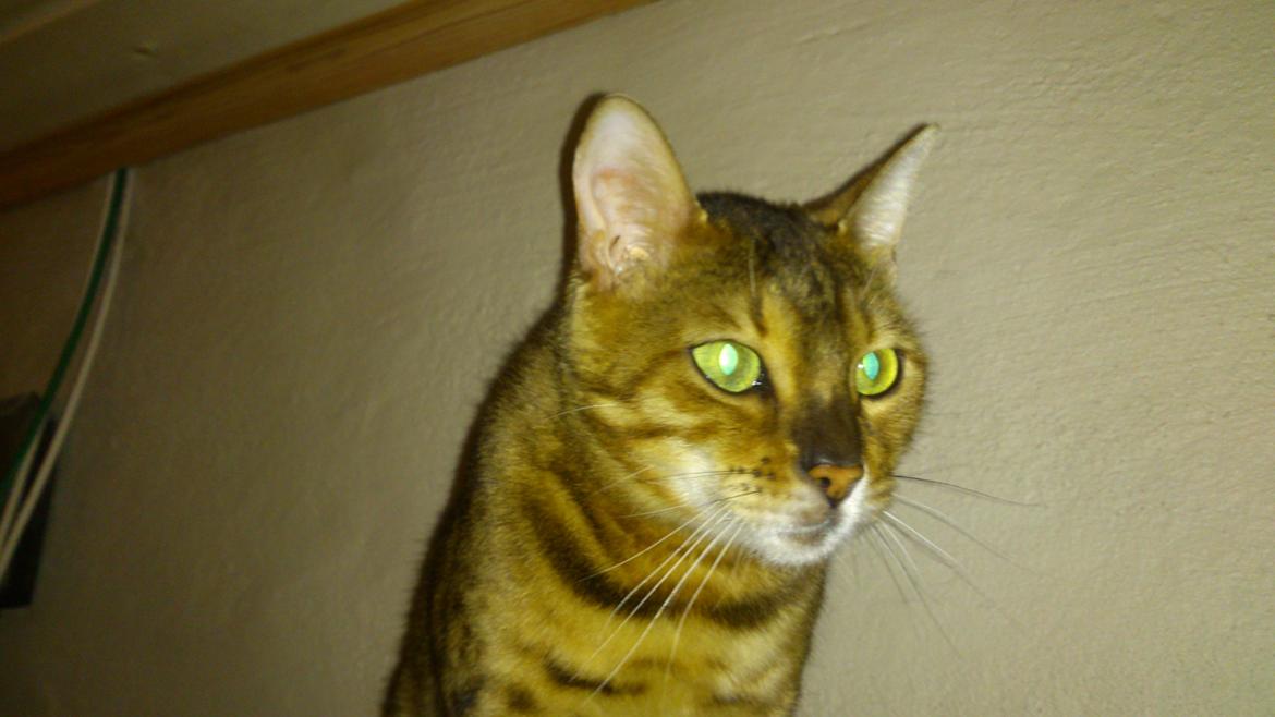 Bengal Lara billede 8