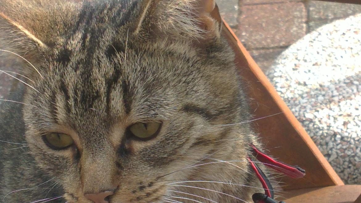 Huskat Mica - Sommerhygge i haven billede 2