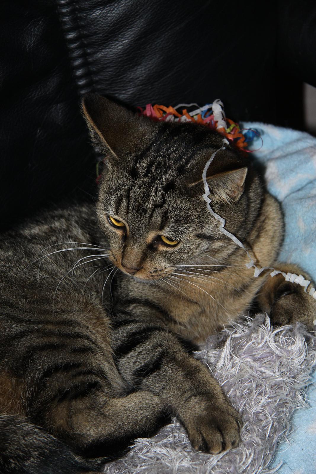 Huskat Mica - nytår! :-) billede 3