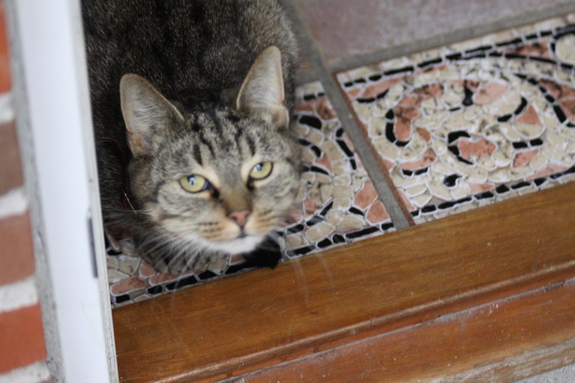 Huskat Mica - Må jeg godt gå ud, siger du! billede 1