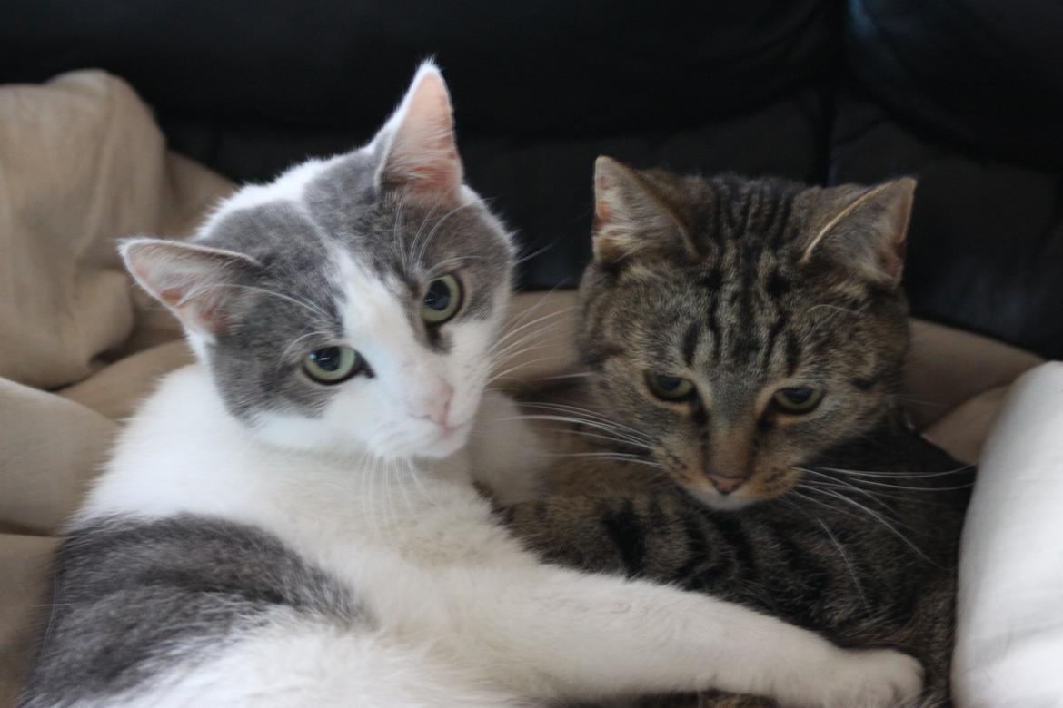 Huskat Mica - Afsløret! billede 4