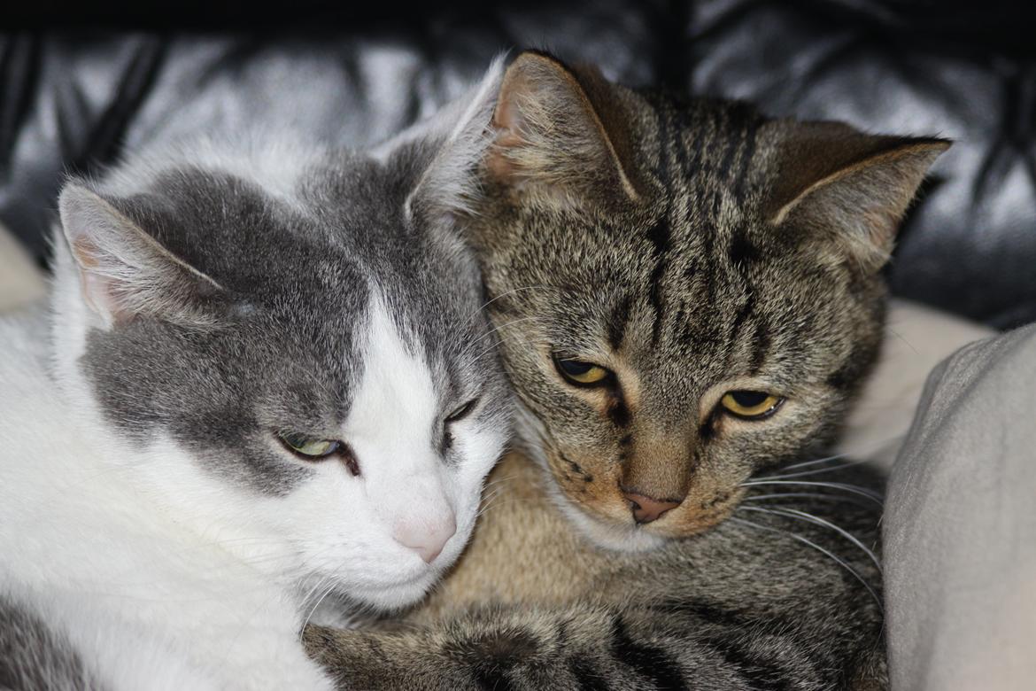 Huskat Mica - Vi indrømmer helst ikke at vi faktisk godt kan lide hinanden. billede 5