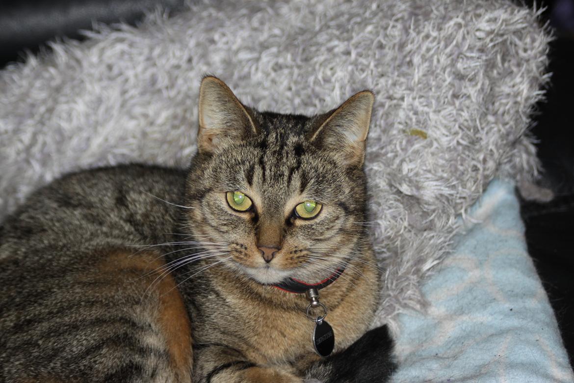 Huskat Mica - her puttes. billede 6