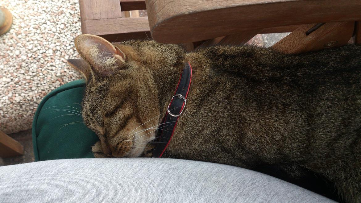 Huskat Mica - så kunne hun ikke mere, snorkede så fuglene kiggede. billede 7