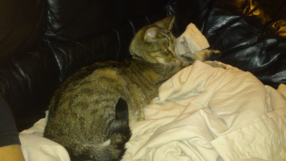 Huskat Mica - sofahygge. billede 8