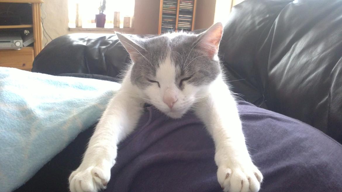 Blanding af racer Misty - strækkeøvelser billede 1