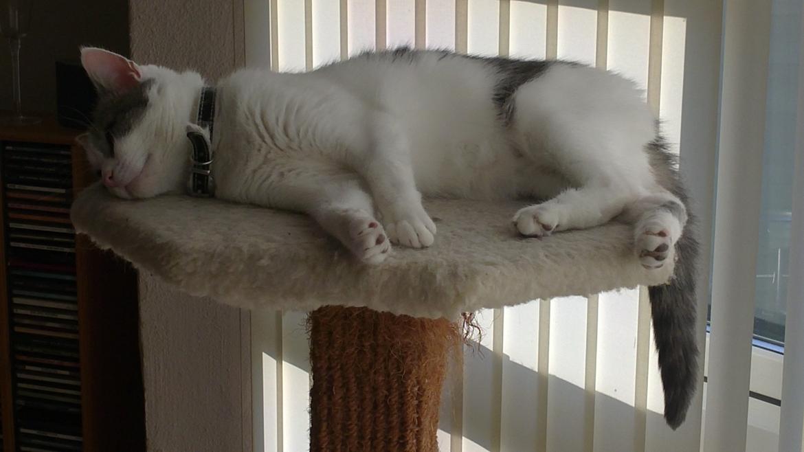 Blanding af racer Misty - Helt væk. billede 3