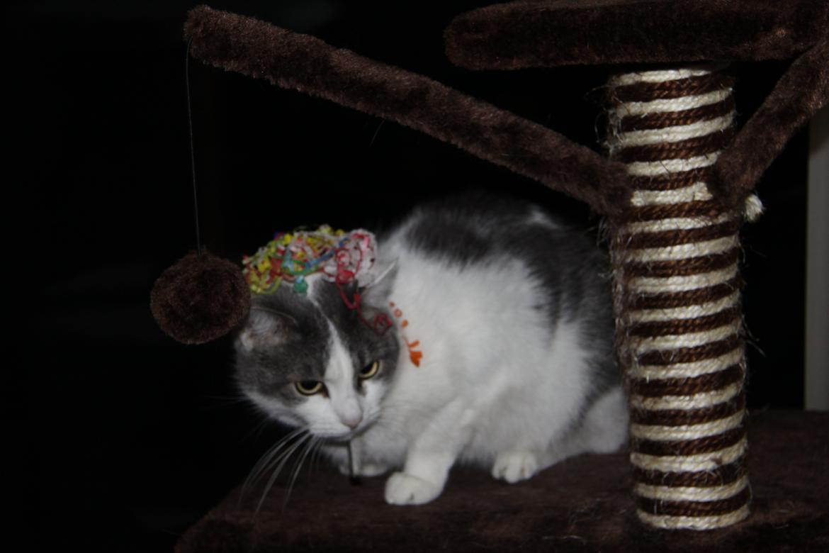 Blanding af racer Misty - Nytår og alt for meget larm.. billede 5