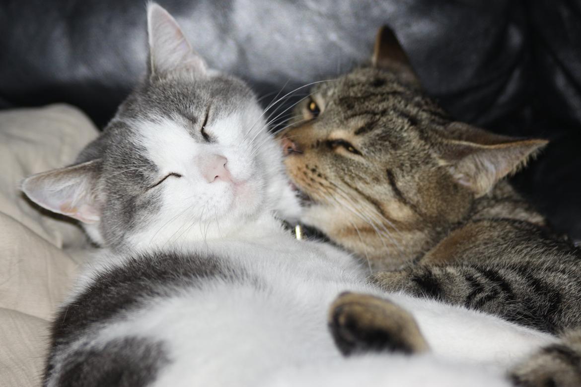 Blanding af racer Misty - Hvorfor bruge kræfter på at vaske sig, hvis man kan få andre til det. billede 6