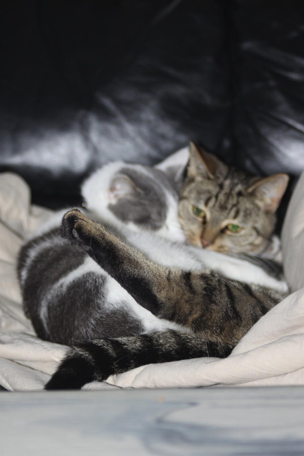 Blanding af racer Misty - Hygge. billede 7