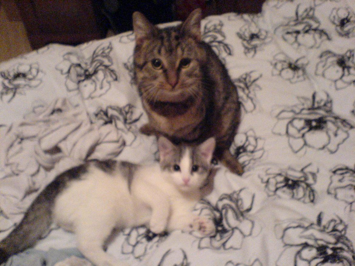 Blanding af racer Misty - Gammelt billede,men var vi ikke søde? billede 9