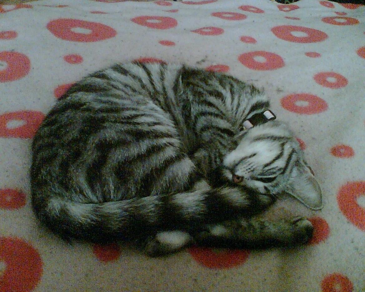 Huskat Luna billede 4