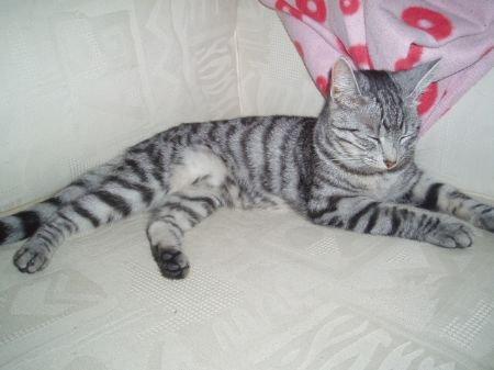 Huskat Luna billede 5