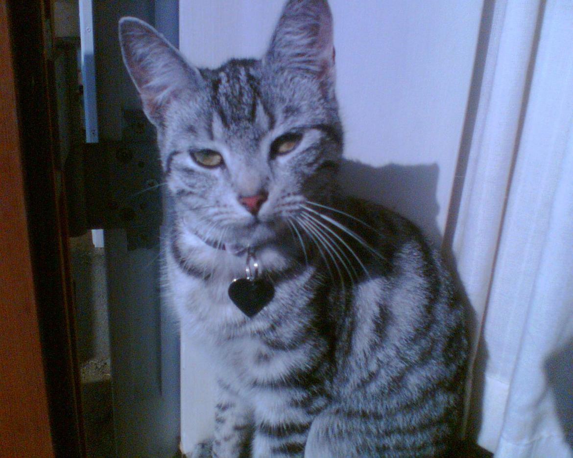 Huskat Luna billede 8