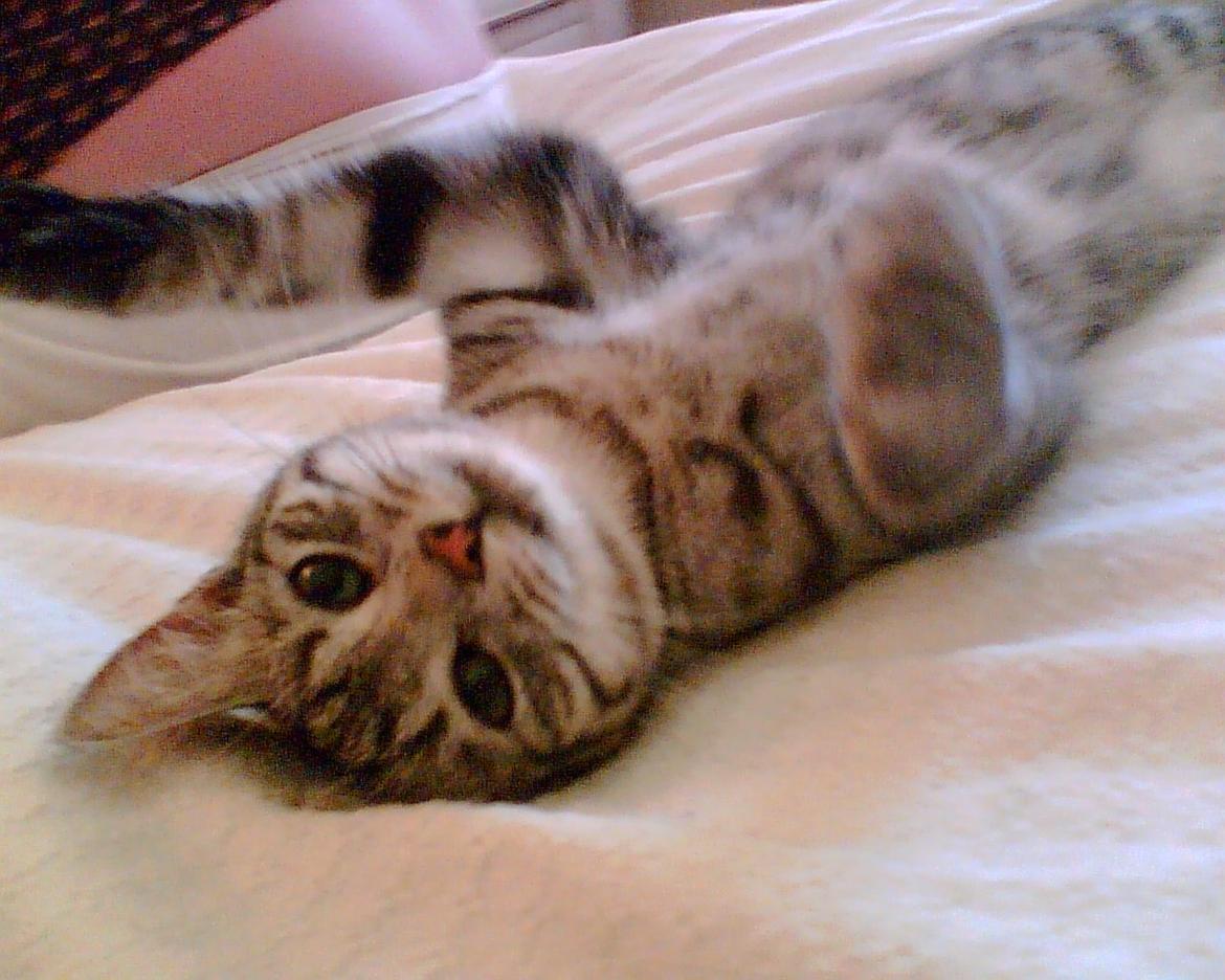 Huskat Luna billede 9