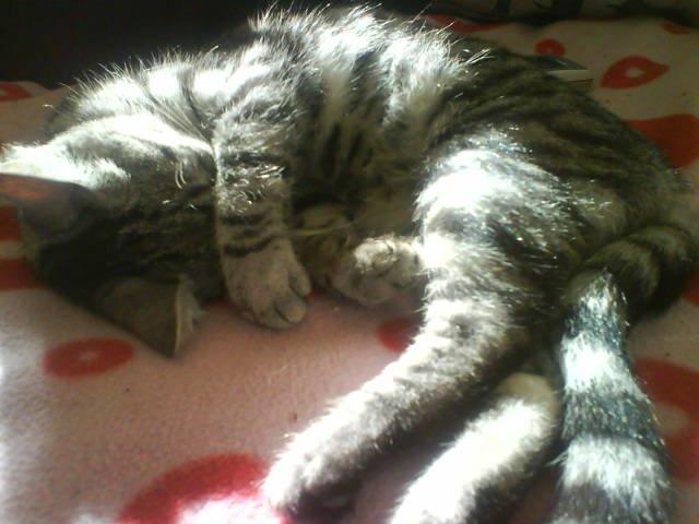 Huskat Luna billede 2