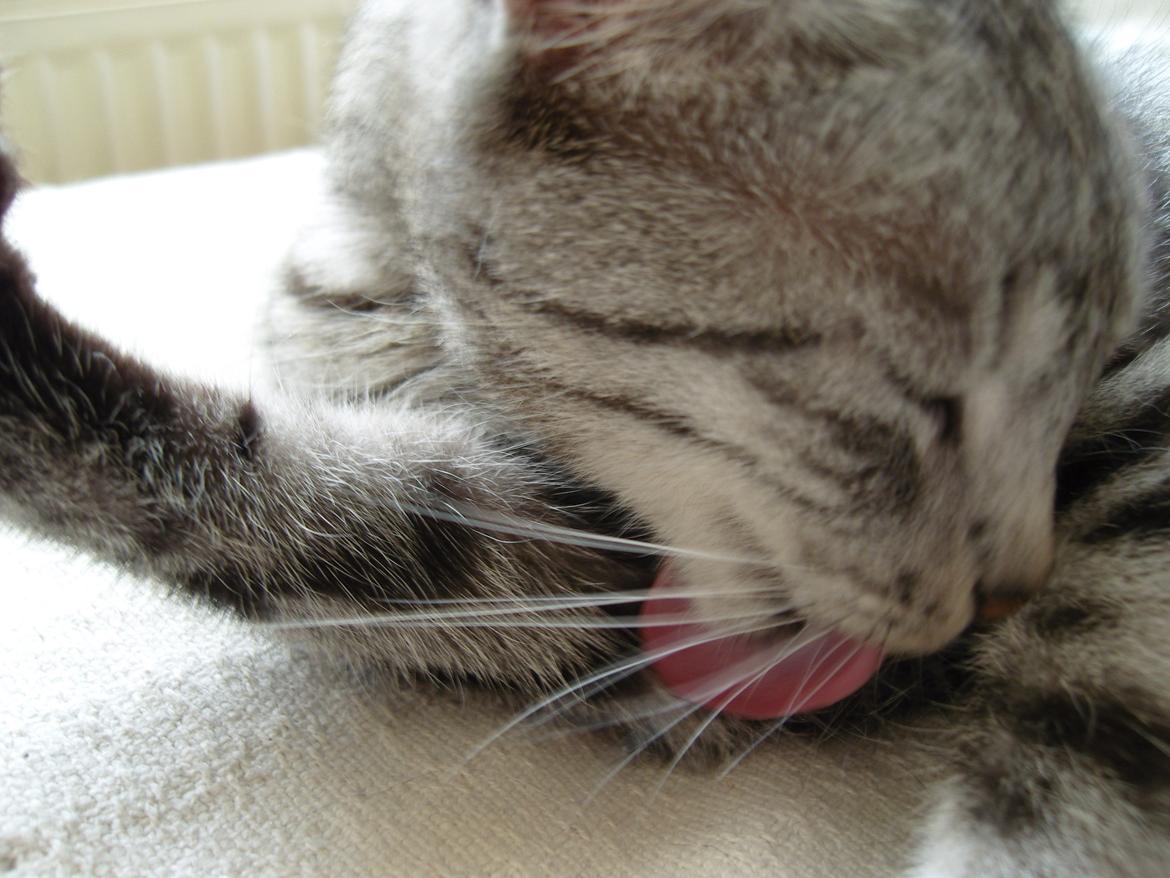 Huskat Luna billede 10