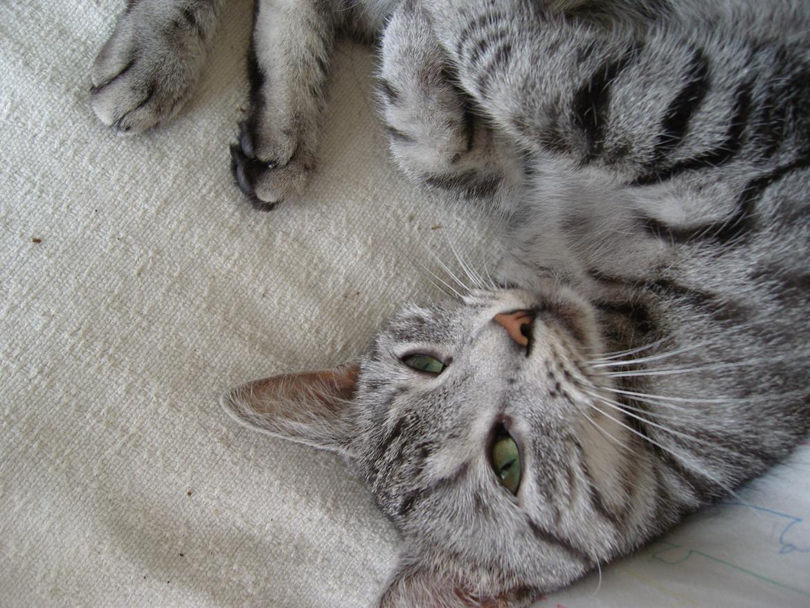 Huskat Luna billede 1