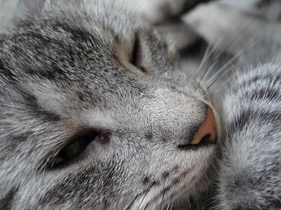 Huskat Luna billede 11