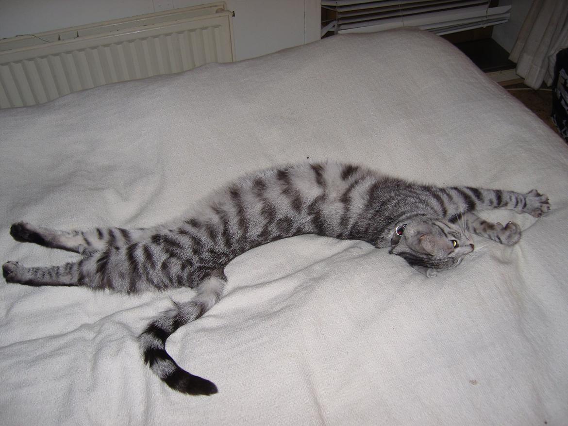 Huskat Luna billede 3