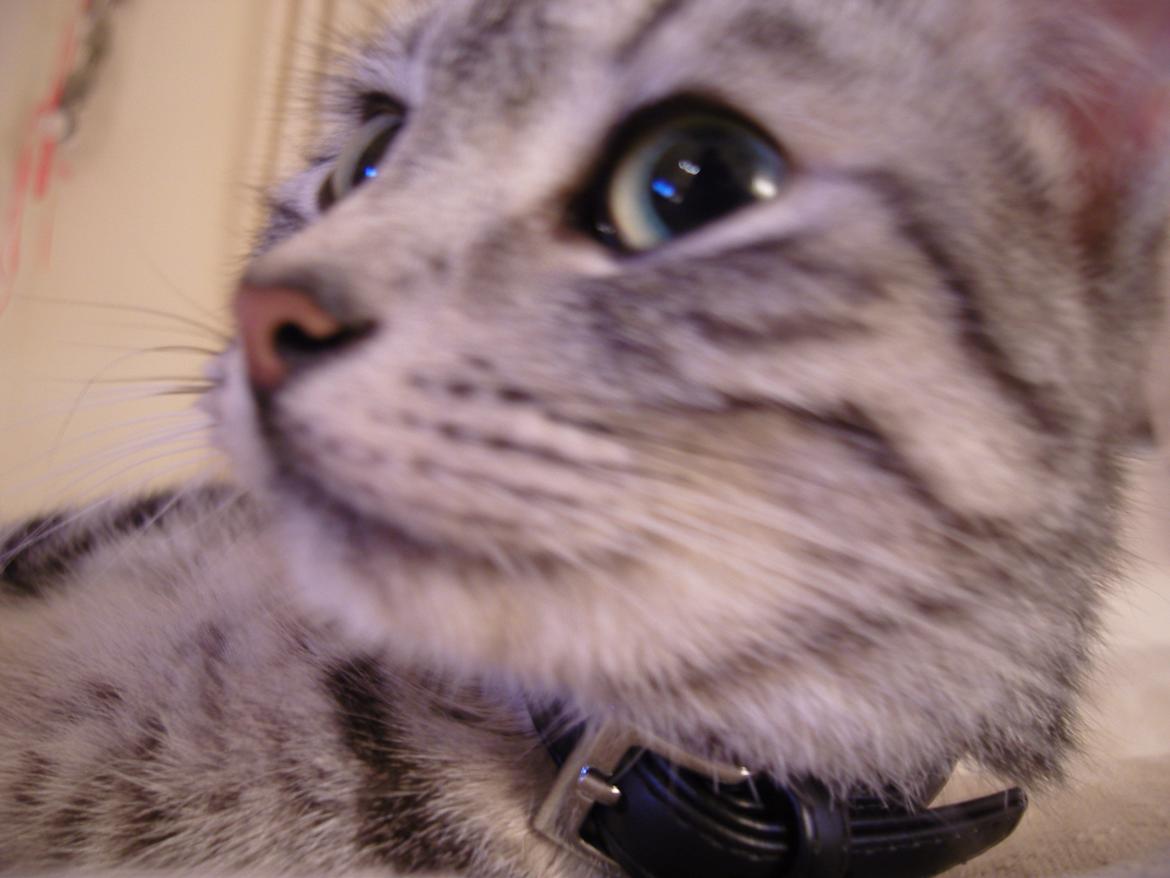 Huskat Luna billede 7