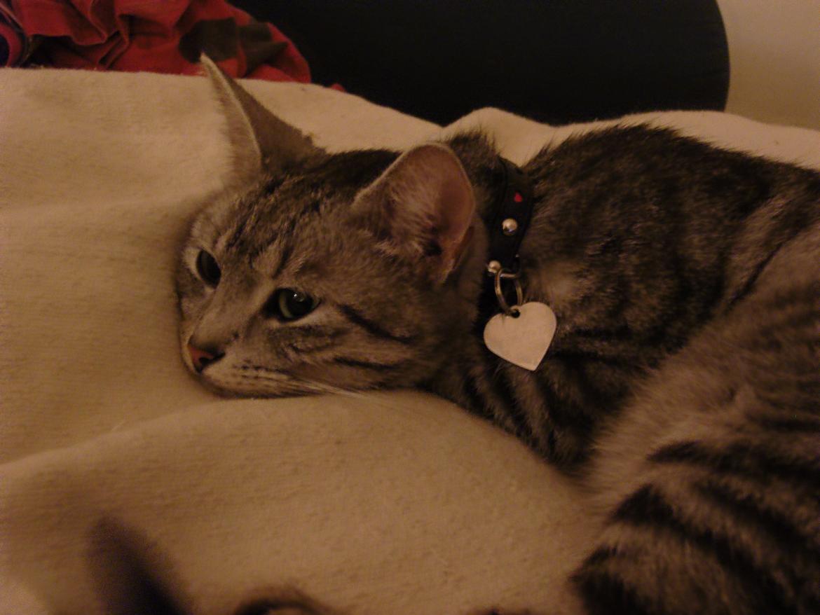 Huskat Luna billede 12