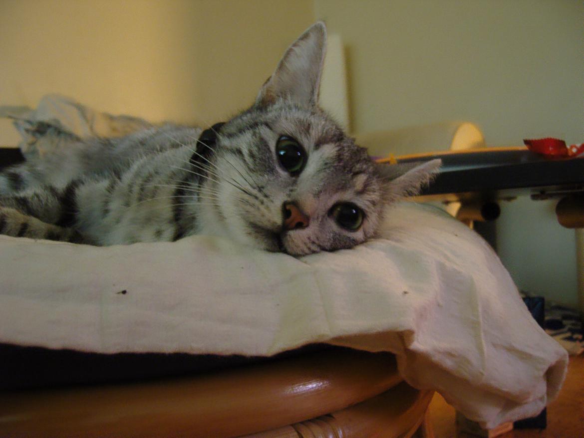 Huskat Luna billede 13