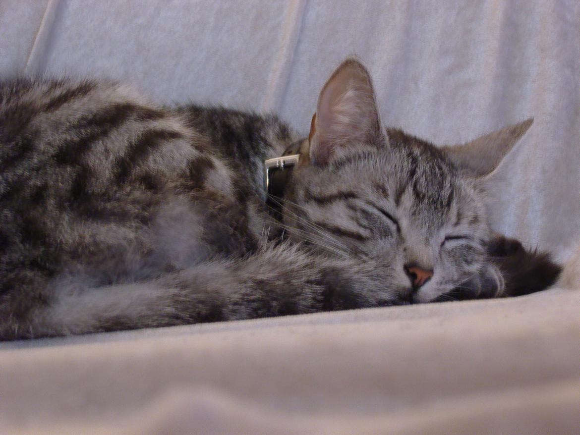 Huskat Luna billede 14