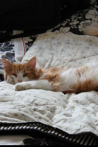 Huskat Chili billede 2