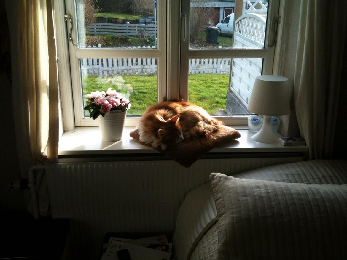 Huskat Chili billede 3