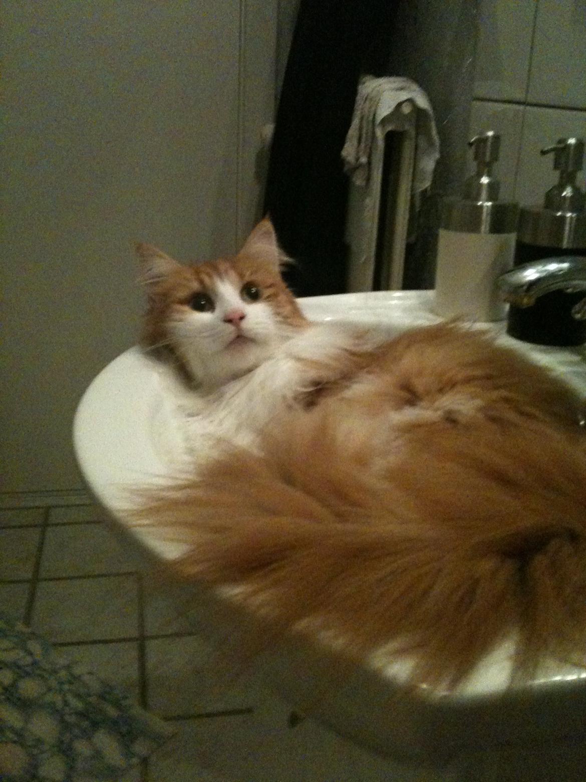 Huskat Chili billede 4