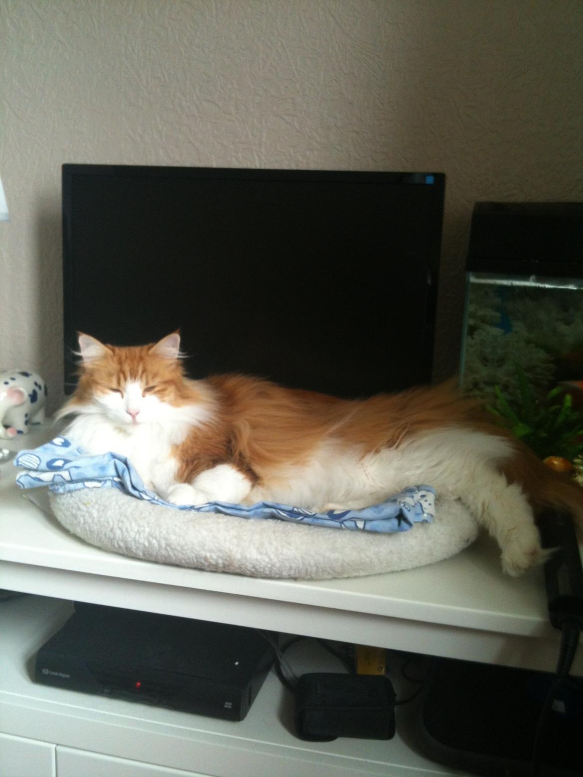 Huskat Chili billede 5