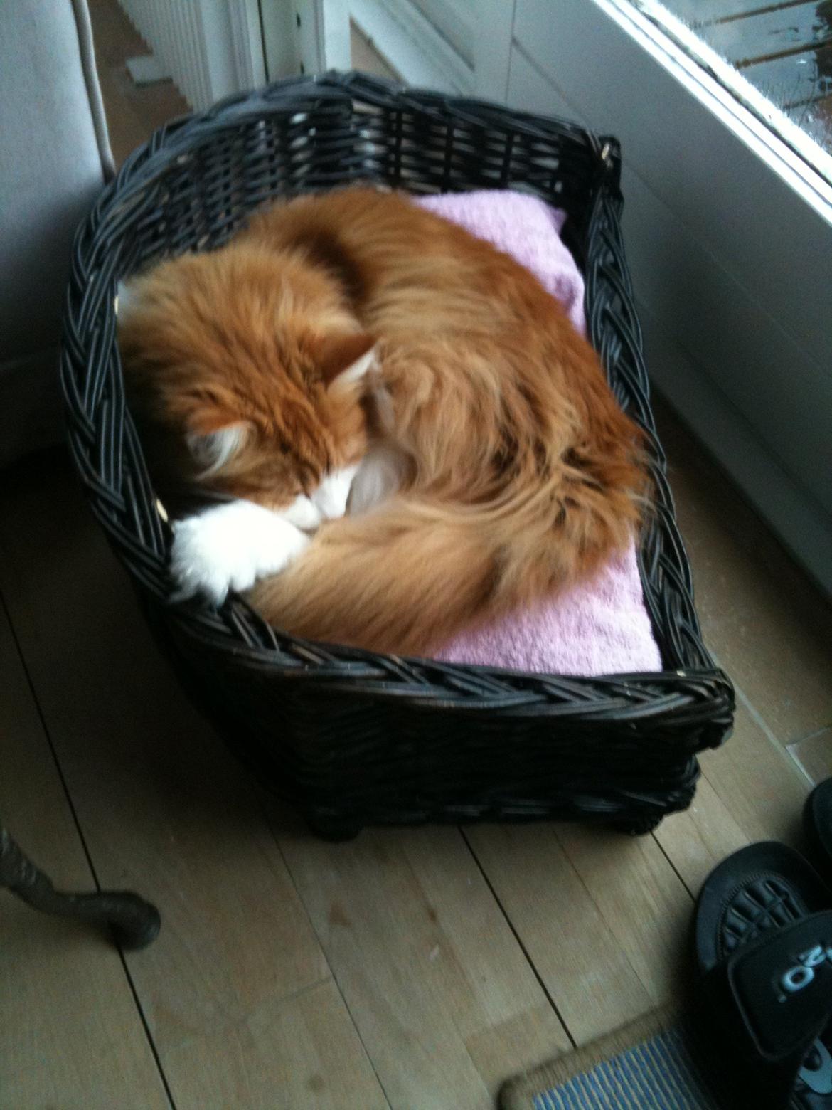 Huskat Chili billede 6