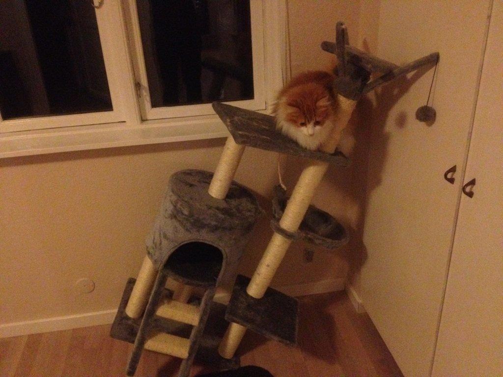 Huskat Chili billede 7