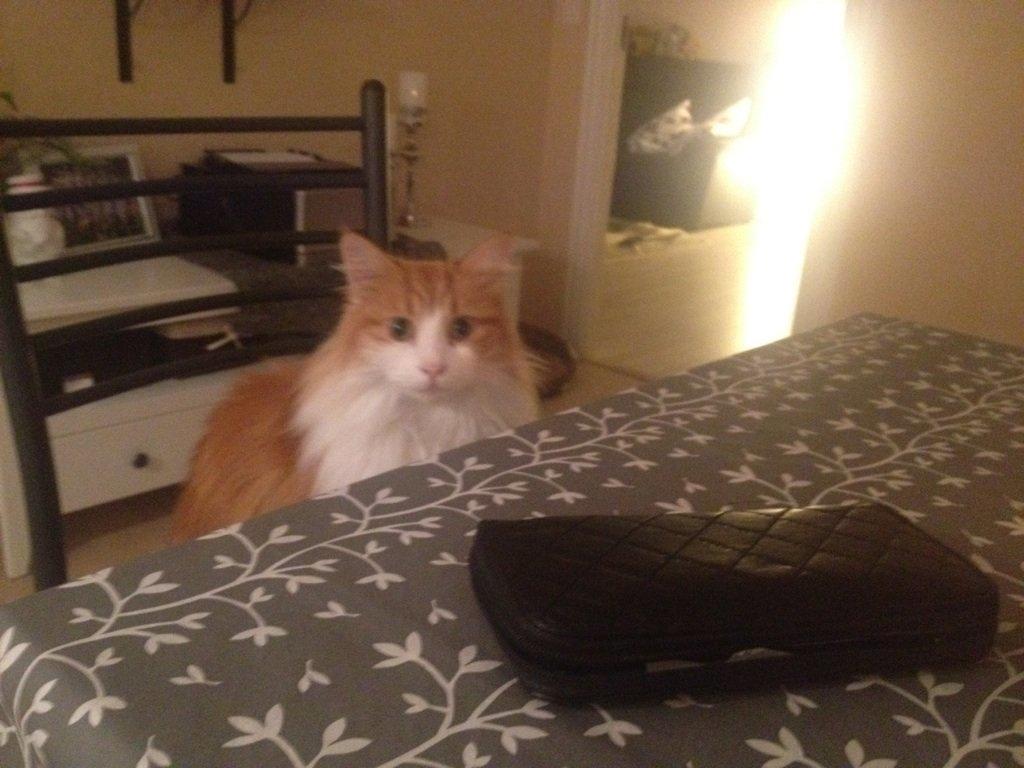 Huskat Chili billede 8