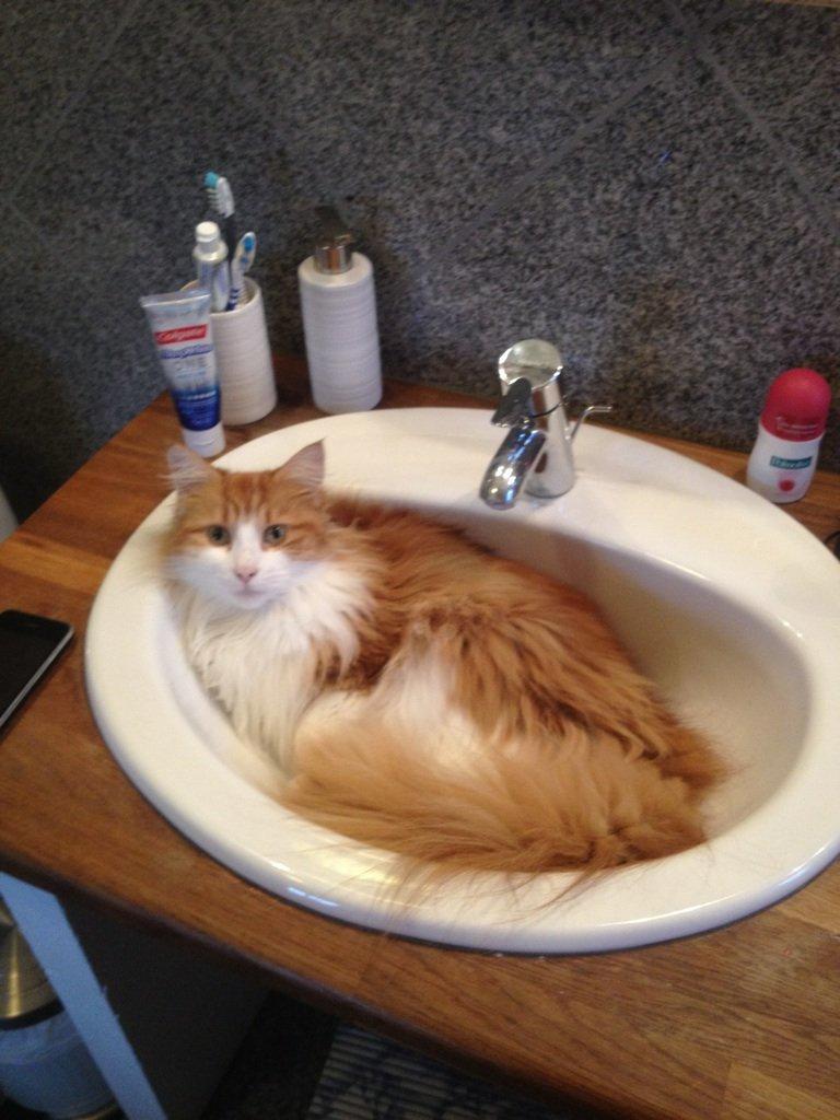 Huskat Chili billede 9