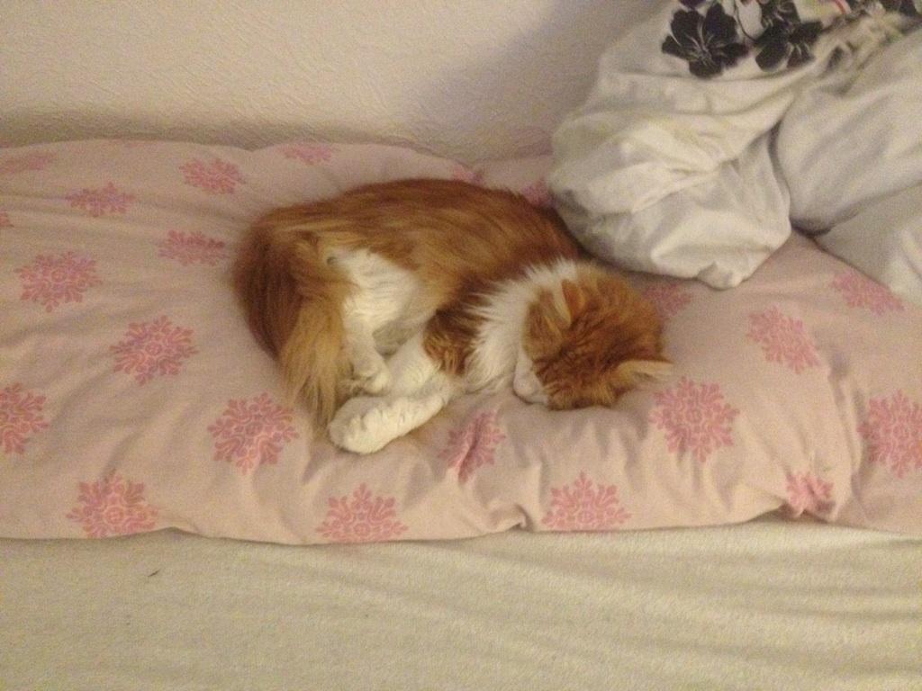 Huskat Chili billede 11