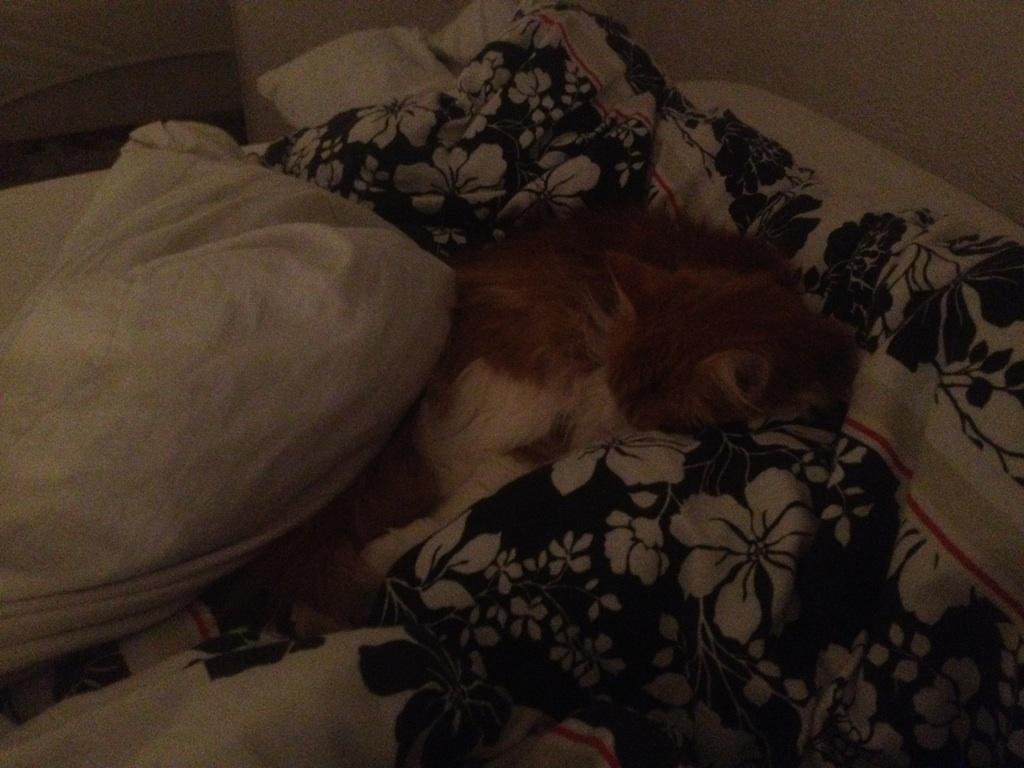 Huskat Chili billede 12