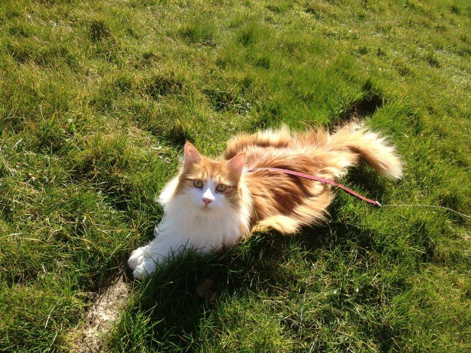 Huskat Chili billede 13