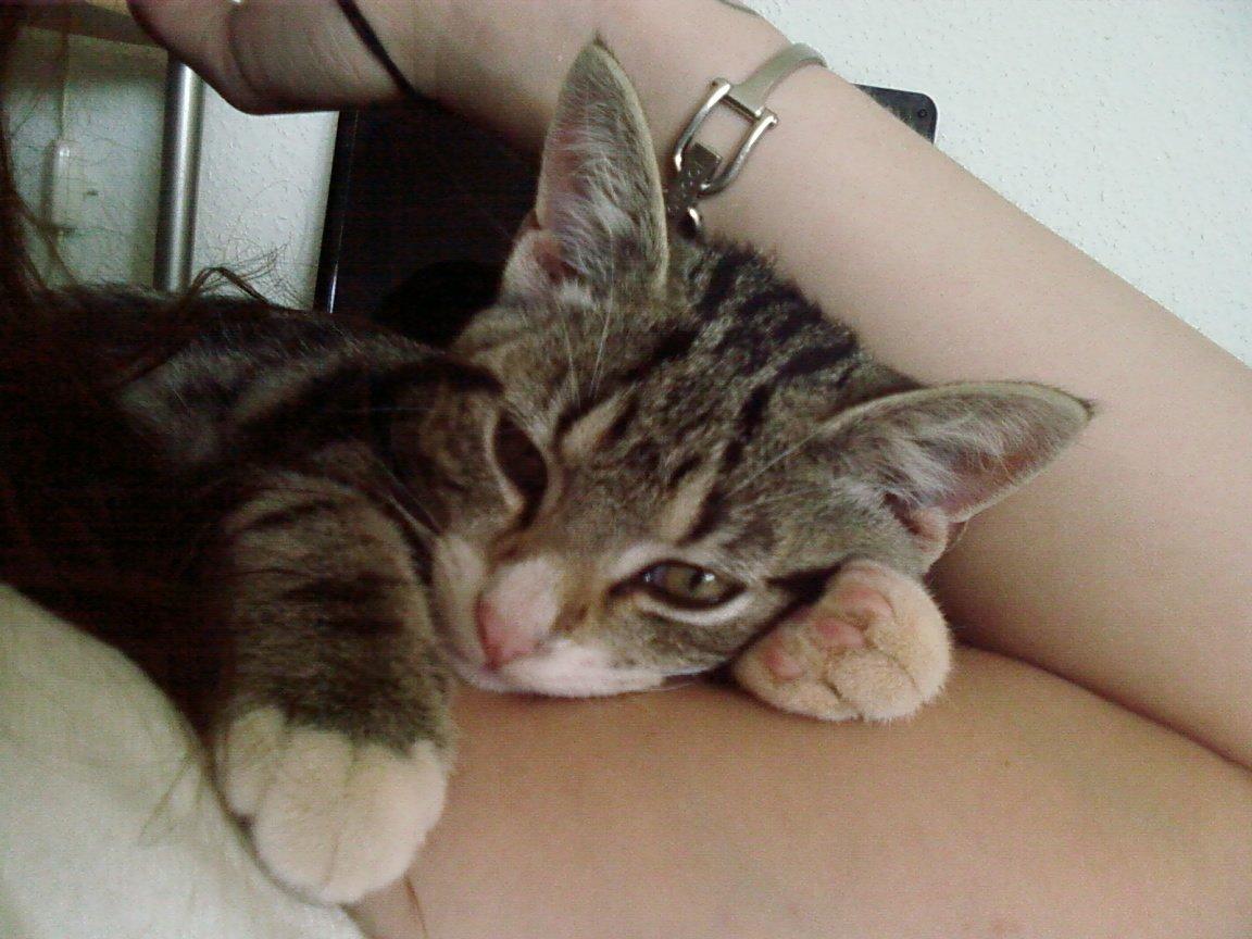 Huskat Zimba billede 4