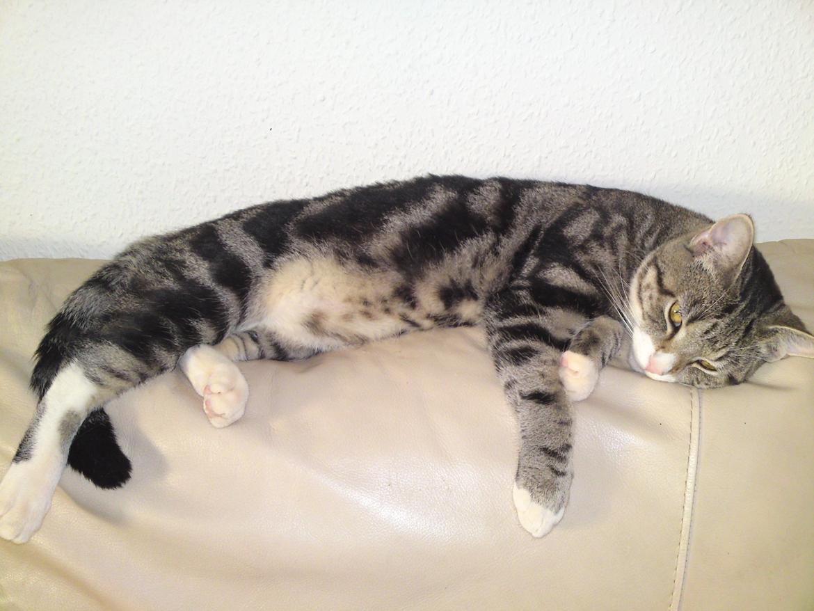 Huskat Zimba billede 6