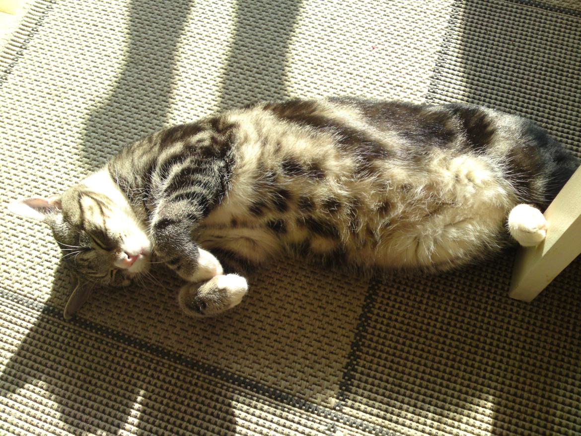 Huskat Zimba billede 7