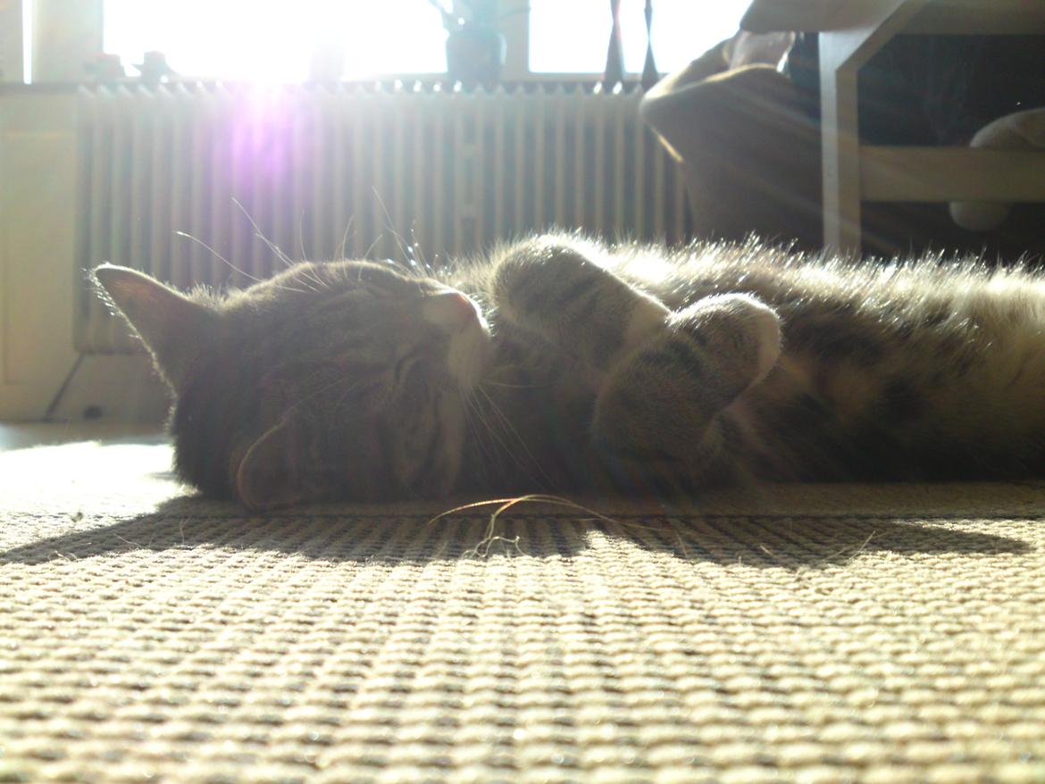 Huskat Zimba billede 8