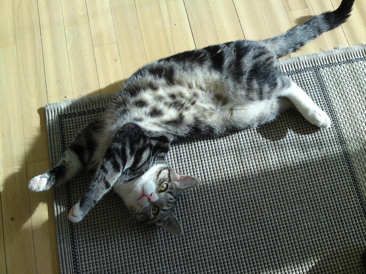 Huskat Zimba billede 1